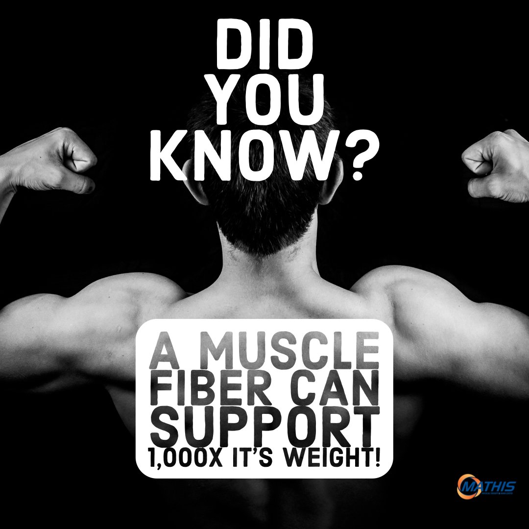 Mathis_PT's tweet image. Muscle are incredible! They are thinner than a strand of hair but can withstand over 1000 times it's own weight!