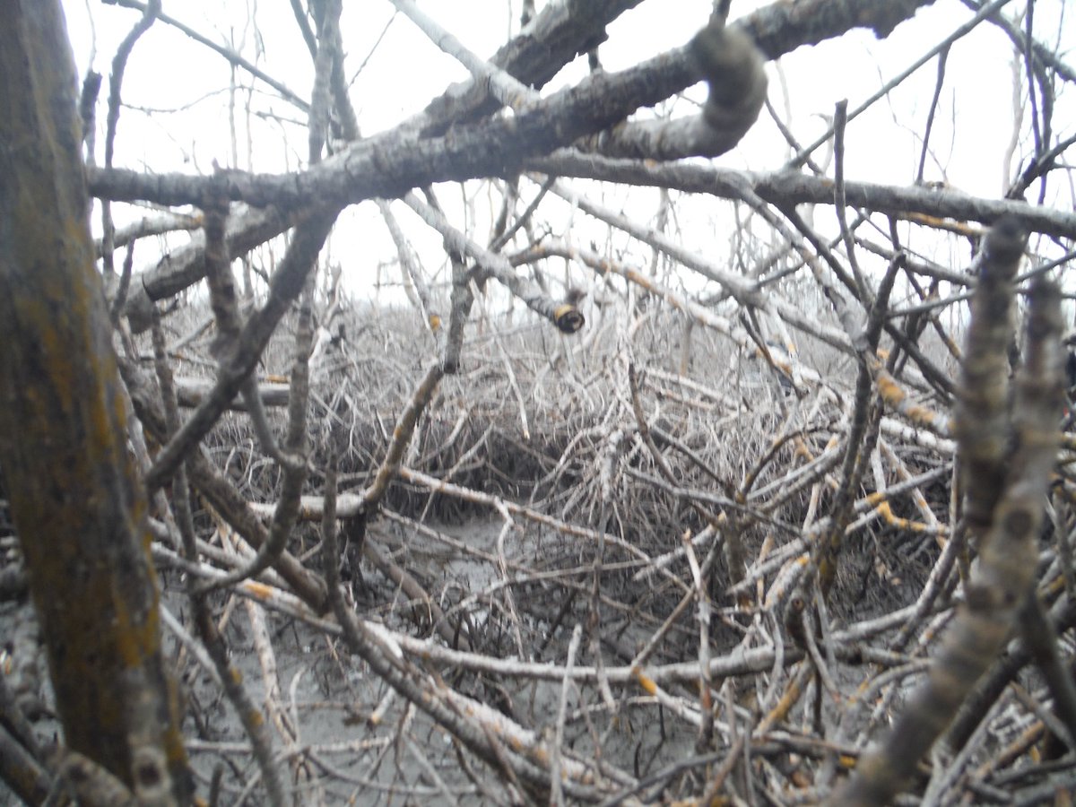 GomesMangrove's tweet photo. Mudanças climáticas causam a perda de 20% do carbono de  #manguezal capixaba que tem o maior estoque do Brasil

https://t.co/TSYRBg1FKt

#Mangrovesareawesome

@ufesoficial @AngBernardino @CJSanders_NMSC  @QueirozHM @GNNobrega @Tiago_OFerreira https://t.co/CZBcnZ0V4n