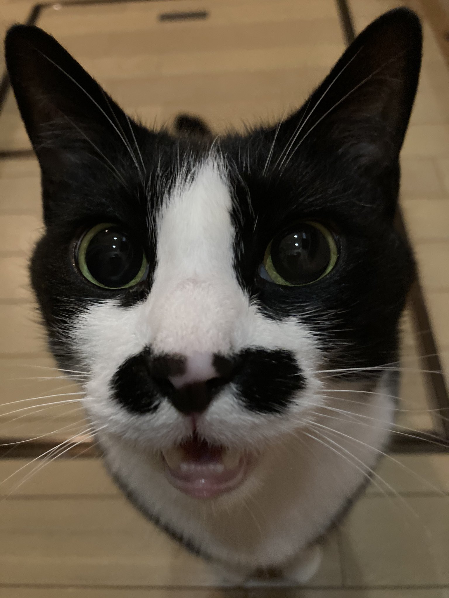 猫メロメロ芸人 Twitter Search Twitter