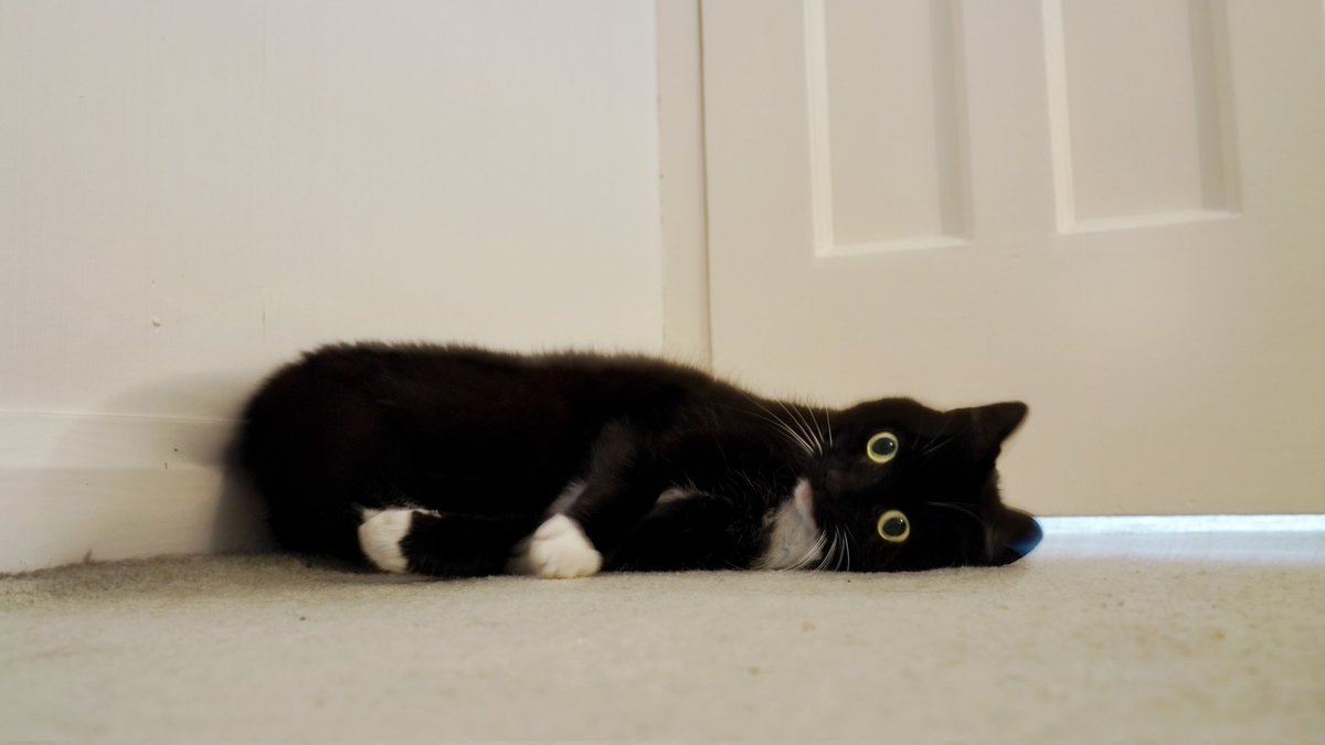 Curious Zelda tweet media