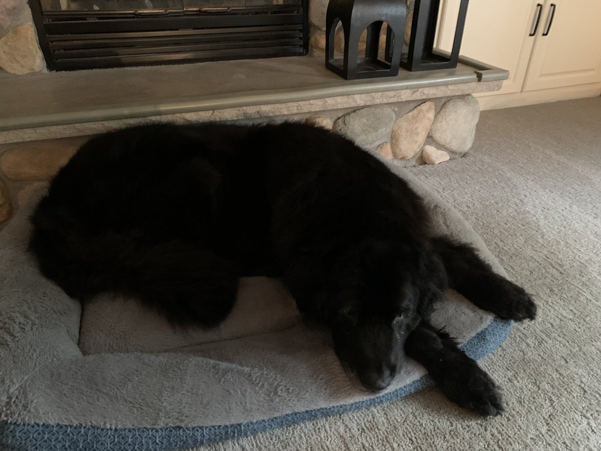 dabusmaplegrove's tweet image. Baby girl is 11 1/2 years young and slowing down… but love here so much Happy National Dog Day!