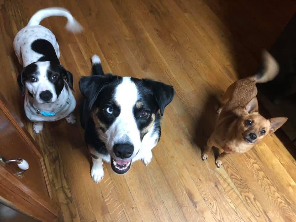 DustyVG's tweet photo. @mosolions Dinger, Ruby & Rocket #mosopups https://t.co/dzgTnNfPAM