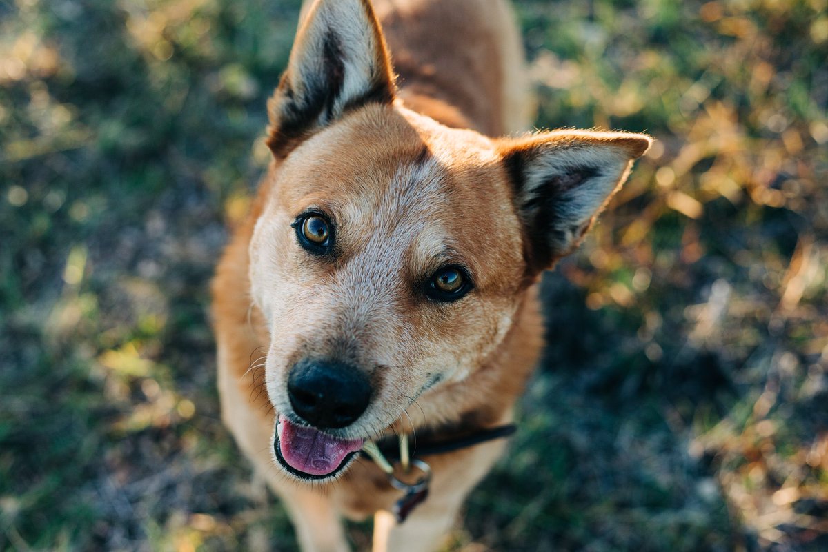 HistoryLessman's tweet photo. Hank. Hankster. Hankus. Hank the Cowdog. Head of Ranch Security. Doesn’t matter what we call him; he’s the very best boy.  #NationalDogDay https://t.co/QiP9W9ma4q