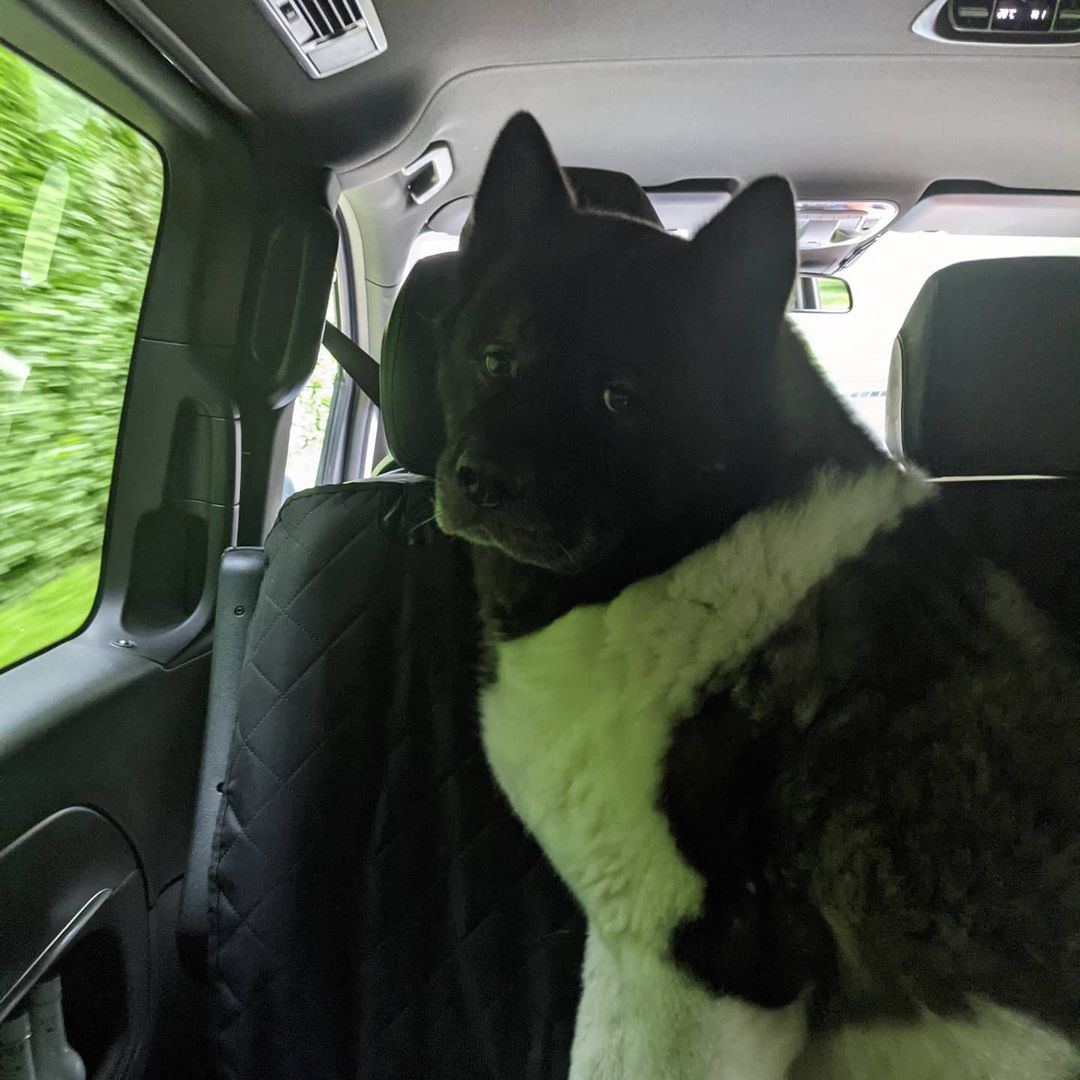 Happy International Dog Day, everyone! For those that dont't know, this is Kal. He's an American Akita, 7 years old, and behaves like a puppy half the time and a wise old man the other half.
InternationalDogDay
AmericanAkita
Kal