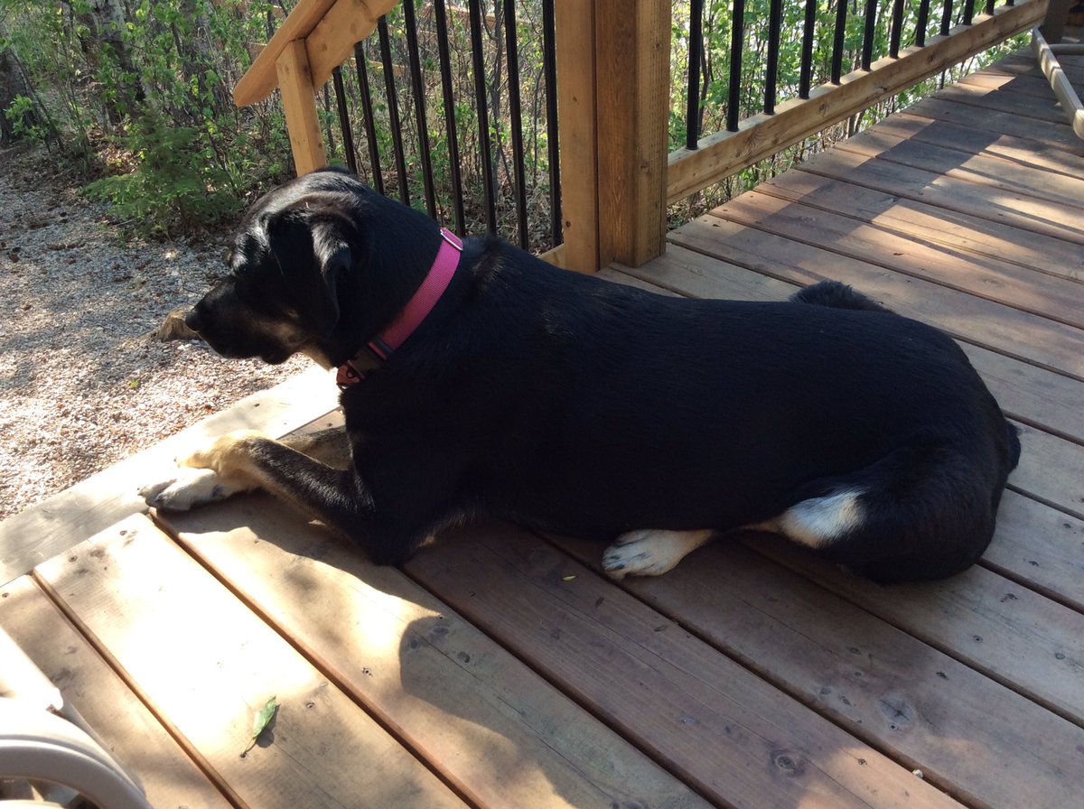 #InternationalDogDay2021   The very best girl!