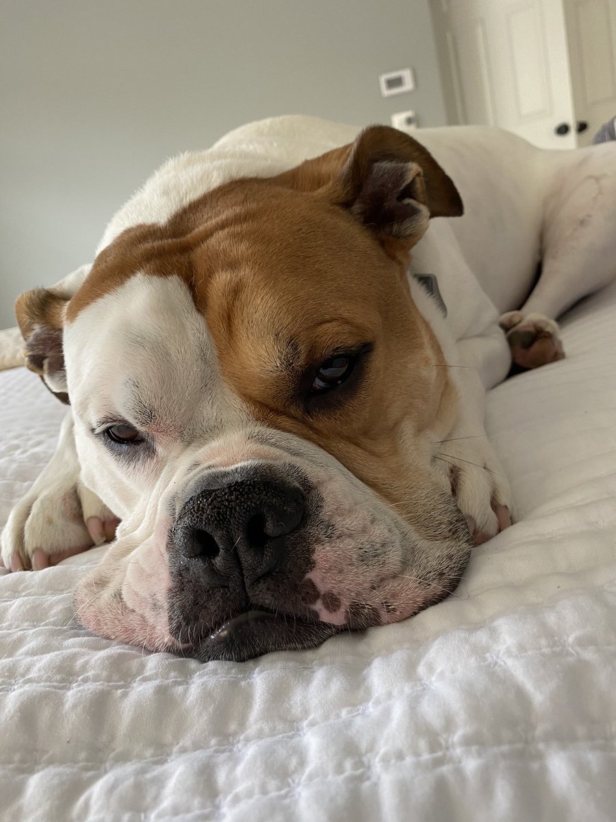 JDernis's tweet photo. National Dog Day!!
#Otislife https://t.co/EmD9FI1yuH
