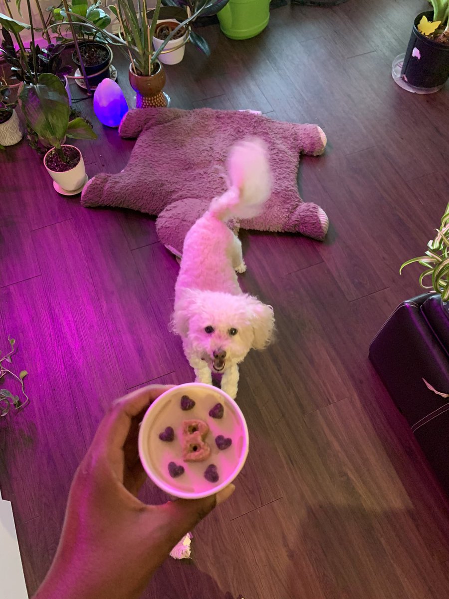 NiecyLoweEd's tweet photo. It’s #NationalDogDay! Had to celebrate my favorite girl in the world, Bella 🥰 https://t.co/LHZd89joIM