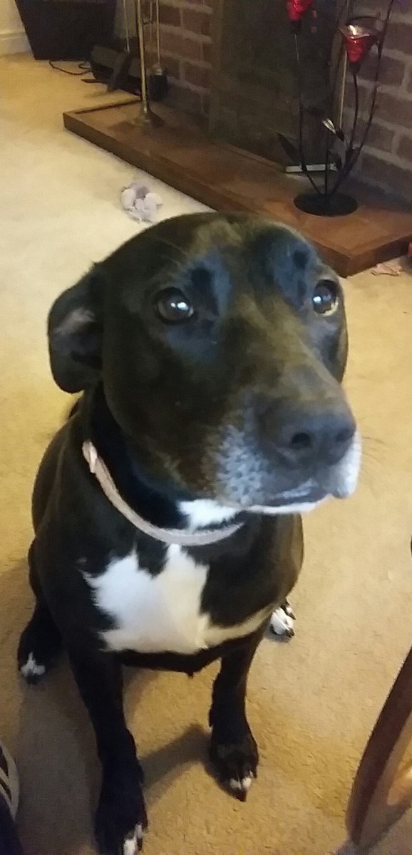 #InternationalDogDay  my little girl getting in on the act 🥰