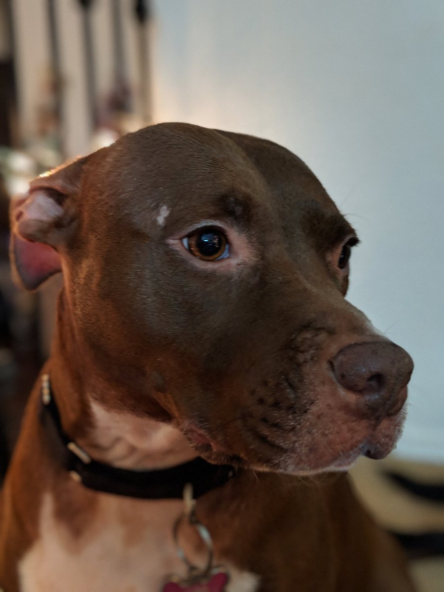 DimensionPod's tweet image. In honor of #NationalDogDay, we have to shout out our beautiful #DimensionDoor Dogs ❤️ Luna &amp;amp; Toby have been there for every recording session - as you may sometimes have been able to hear 😶

Look at their sweet faces!

Anyone that have #StudioDog friends to show off? 👀