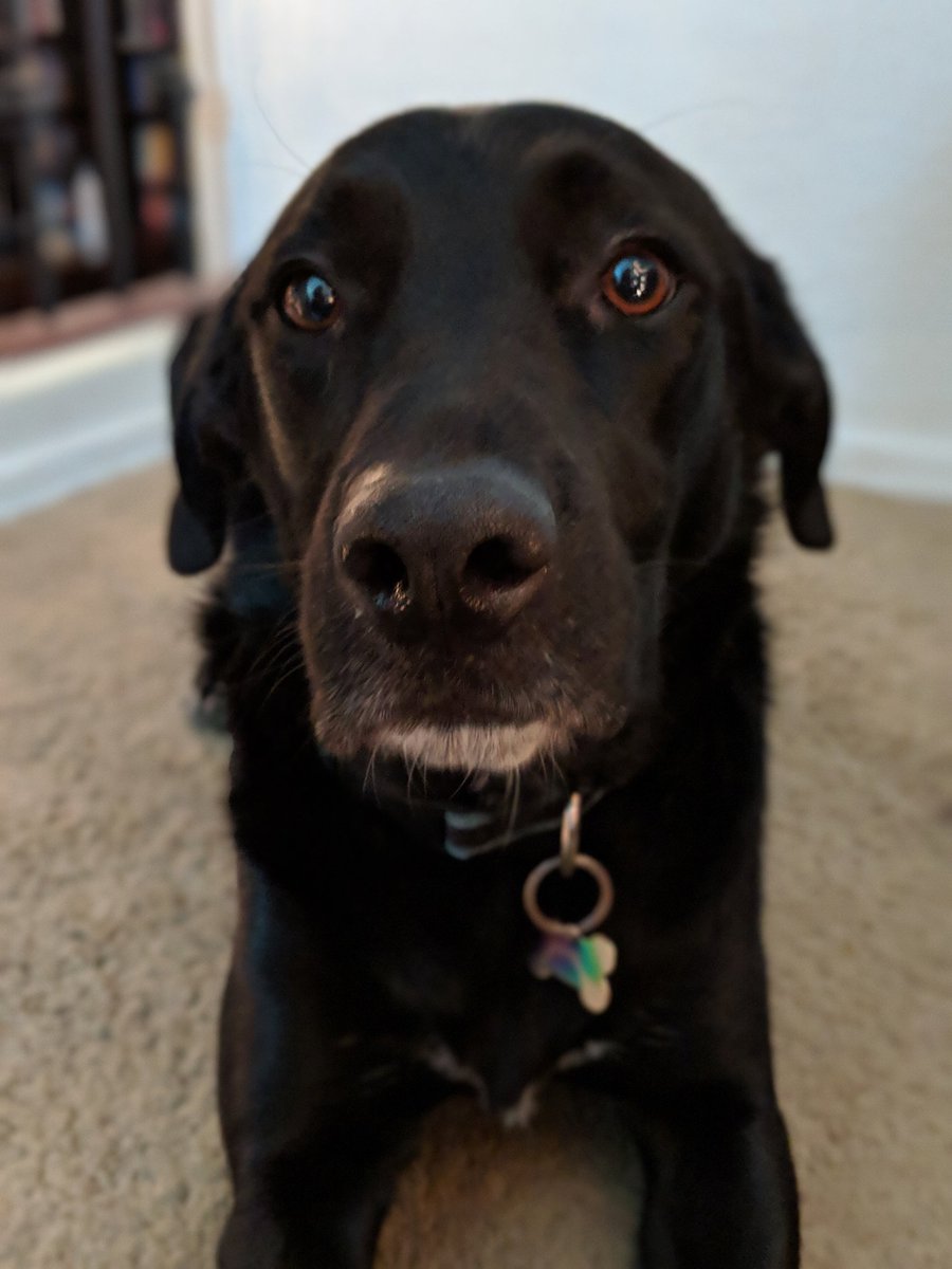 DimensionPod's tweet image. In honor of #NationalDogDay, we have to shout out our beautiful #DimensionDoor Dogs ❤️ Luna &amp;amp; Toby have been there for every recording session - as you may sometimes have been able to hear 😶

Look at their sweet faces!

Anyone that have #StudioDog friends to show off? 👀