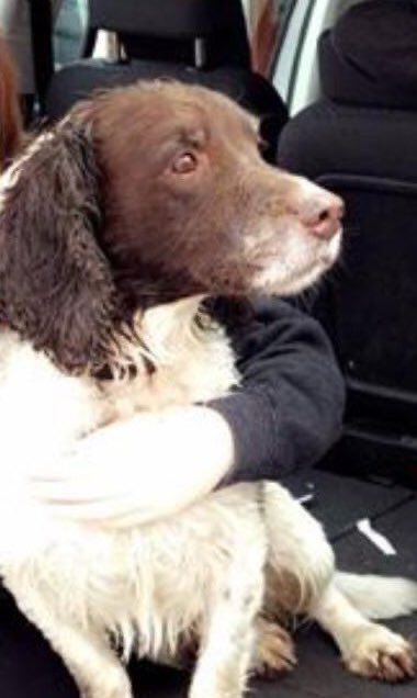 TabbyBoyIsaac's tweet image. #RIPScooby 🐶💔 How I miss our walks and you running so hard to say hello and oh that wagging tail 😢