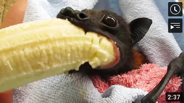 Можно крысам клубнику. Мышонок с бананом во рту. Летучая мышь ест банан. Кушает банан. Хомячок с бананом во рту.
