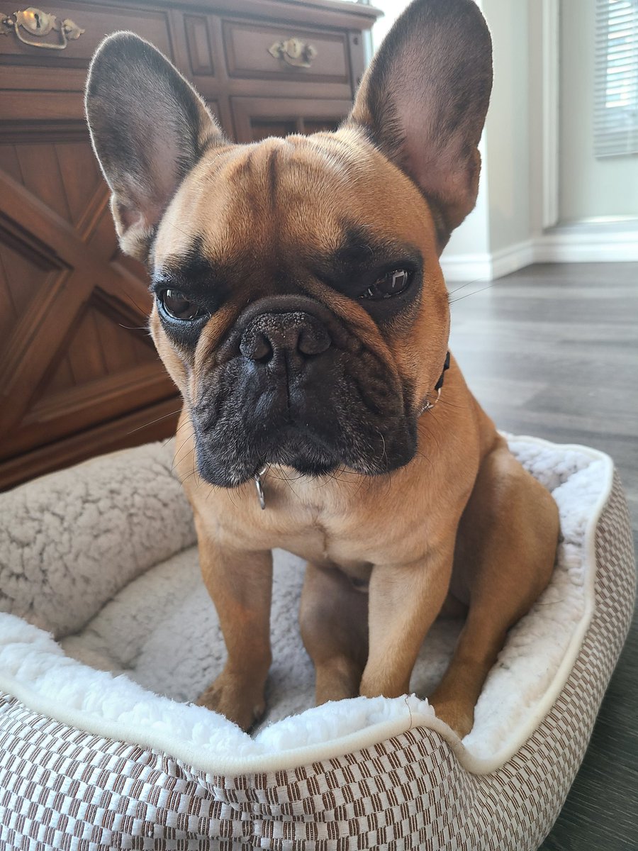 Happy international dog day.
#missmila #princessjasmin #jaxvancouver #FrenchBulldog