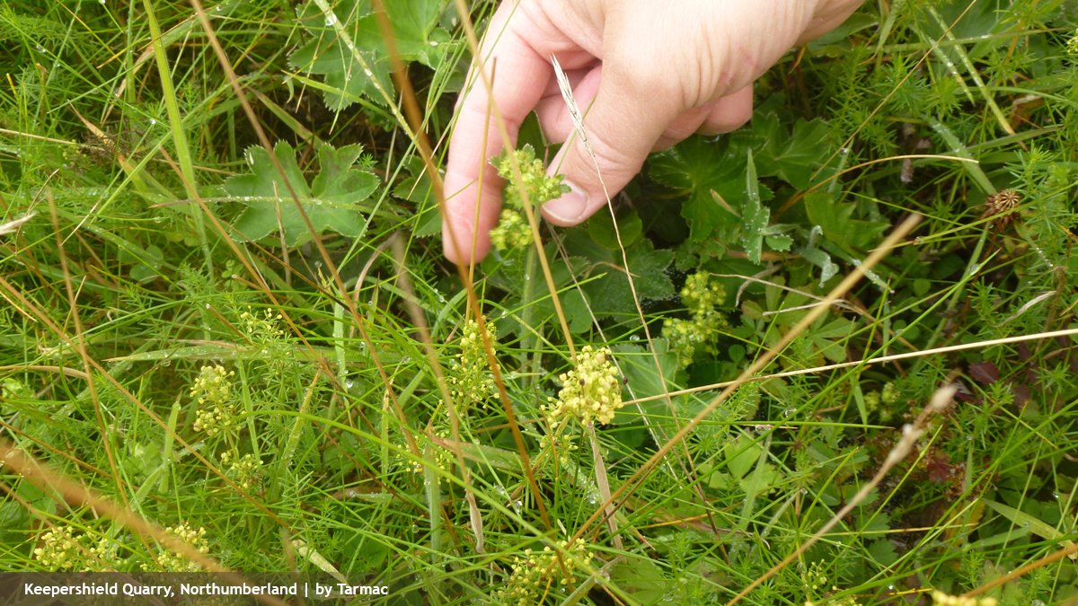 Shining Lady’s Mantle is at #47 in the MPA #QuarryNature50 countdown. Unique to Northumberland and restricted to a handful of locations, this species has benefitted from careful translocation of grassland prior to quarrying, with subsequent management. <a href="/wildflower_hour/">wildflowerhour</a> <a href="/NatureAM/">NatureAfterMinerals</a>