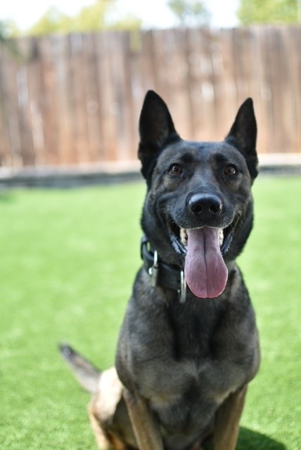 SanBernardinoPD's tweet photo. HAPPY NATIONAL DOG DAY 🐾🐶
In honor of this pawsome day, we decided to highlight our furry friends here at the department. Let's give these canines a big round of ap-paws! 🐾🚨
#NationalDogDay #Canines #SanBernardino #K9 #Falco #Bella #Bexter #Rico https://t.co/HvWqiCP3NC