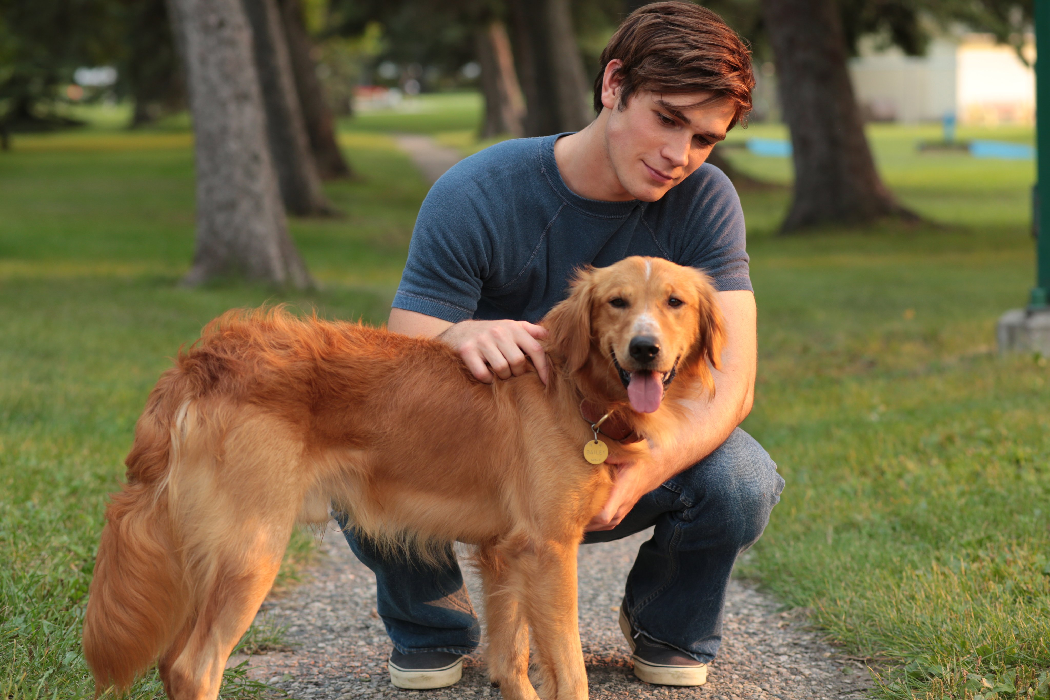 What Is The Purpose Of A Dog Park