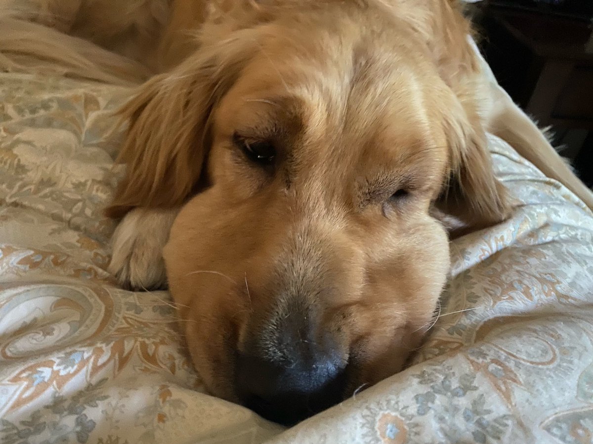 Tom Green tweet media