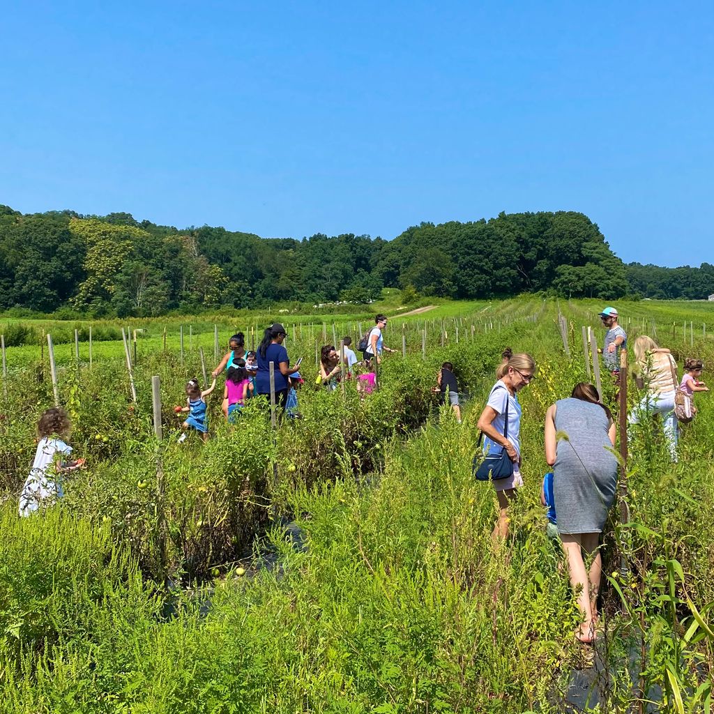 Free admission Friday, 

Tomorrow is the last  free summer Friday. Come and enjoy with your family and friends at Garden of Eve

UPICK VEGETABLES 🌶 🍅  now open