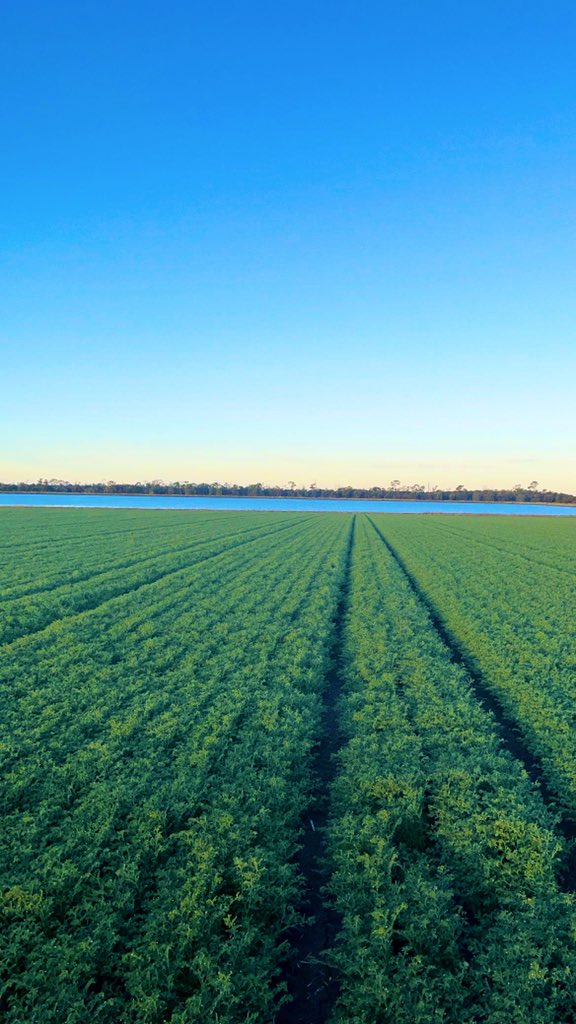 Not a bad view for spraying today