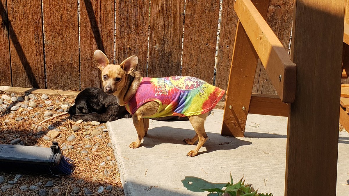 saverumi's tweet photo. Hi friends! It's Rumi &amp; Mishka.
Sorry not post in months. Mommy &amp; Papa so busy.
Me not forget me friends! Hope you're all well. Thank you for all the love you've sent!
Me also got vaxxed today (rabies, parvo-distemper) &amp; Mommy &amp; Papa are vax too (Covid)!
Love all of you!
Rumi💕🐾 https://t.co/Omvna2FWhx