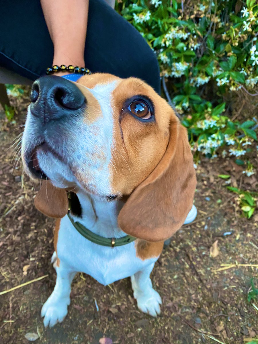 itsrubychavez's tweet photo. My future Memo ๐๐ผ๐โจ #NationalDogDay #futureDogOwner #beagles https://t.co/UaRer8i9aq