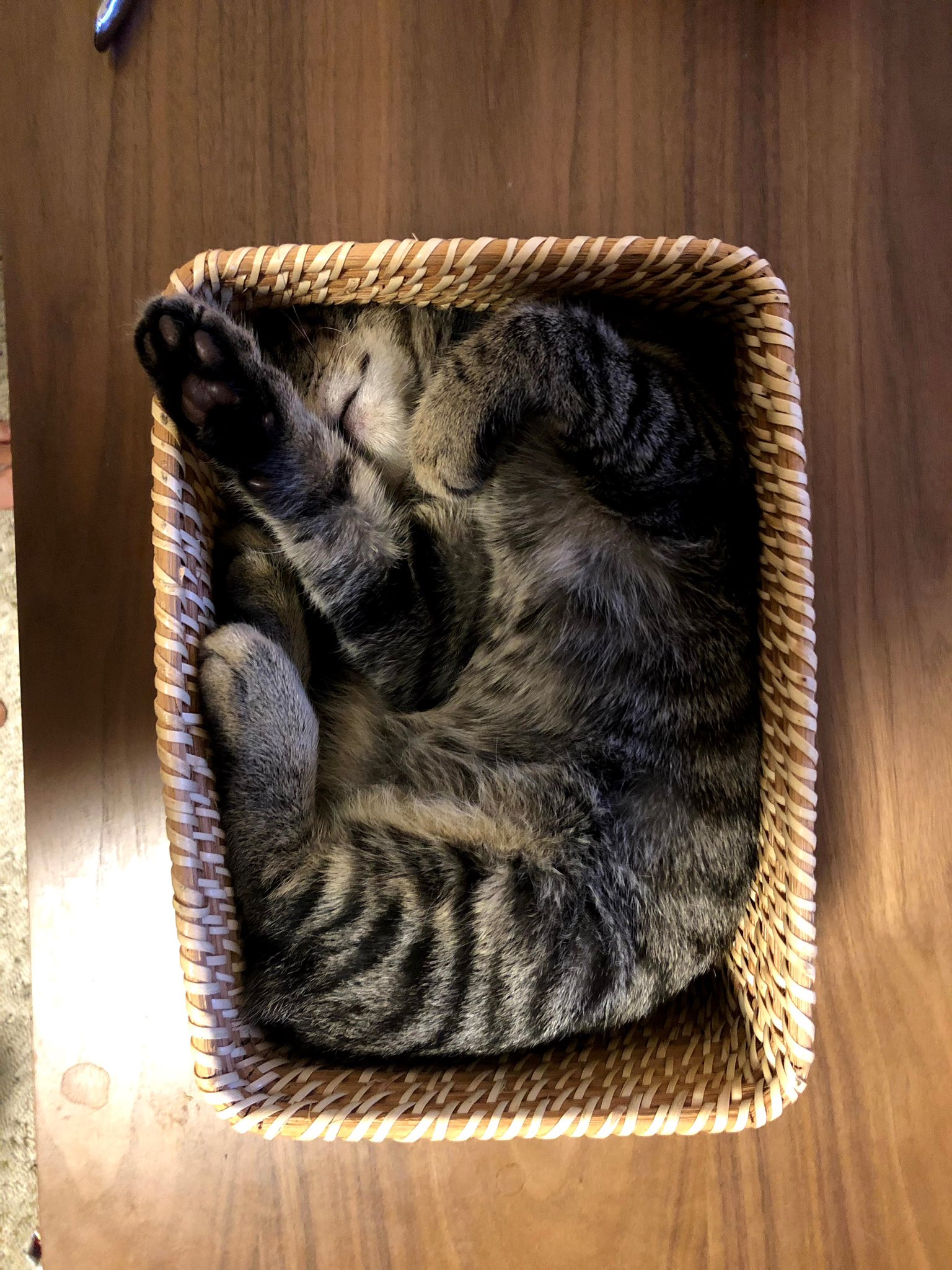 猫メロメロ芸人 Twitter Search Twitter