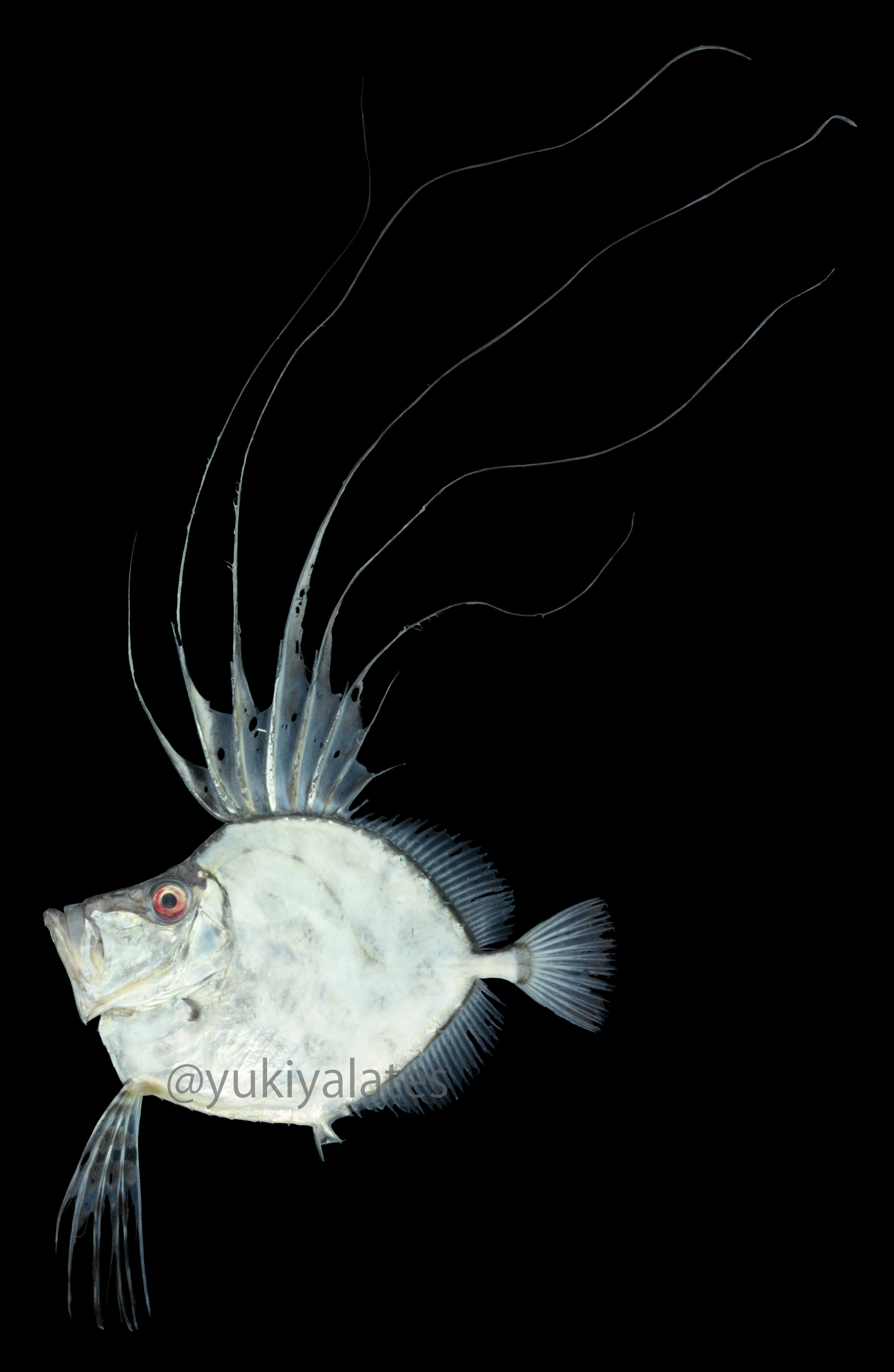 ユキヤ イトヒキカガミダイ Zenopsis Filamentosa 深海魚の中でトップクラスに好き 糸状のひれに気が付いてひれを立て こんなかっこいい魚いるのかと感動した カガミダイと食べ比べしたら味や食感が全く違った イトヒキの方がうまかった 門川の魚