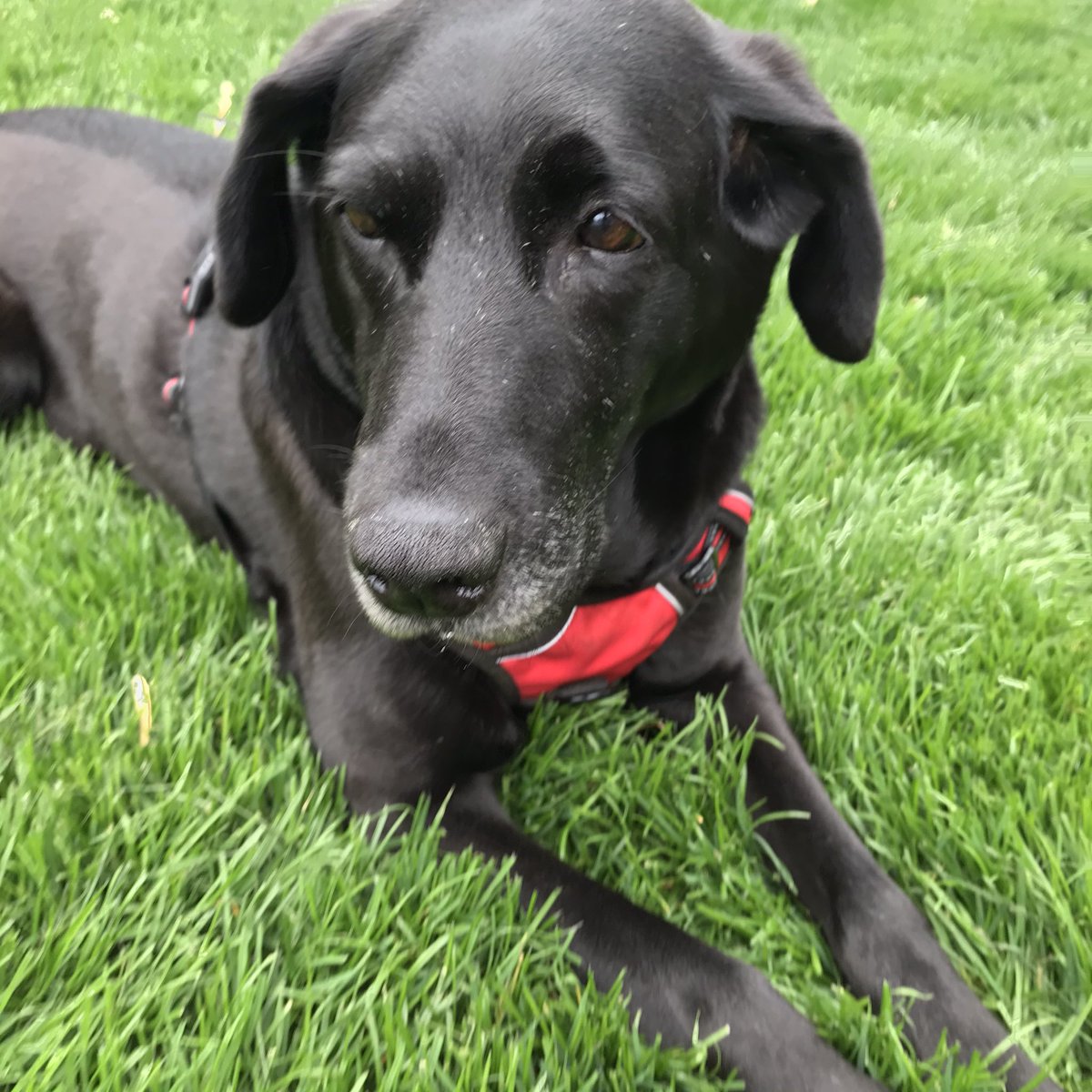MatthewWitt's tweet photo. Happy #InternationalDogDay, everyone! We truly love our sweet Lillie Mae, adopted into our family at 7-years-old from @onetailatatime. https://t.co/TrnBeWodRF