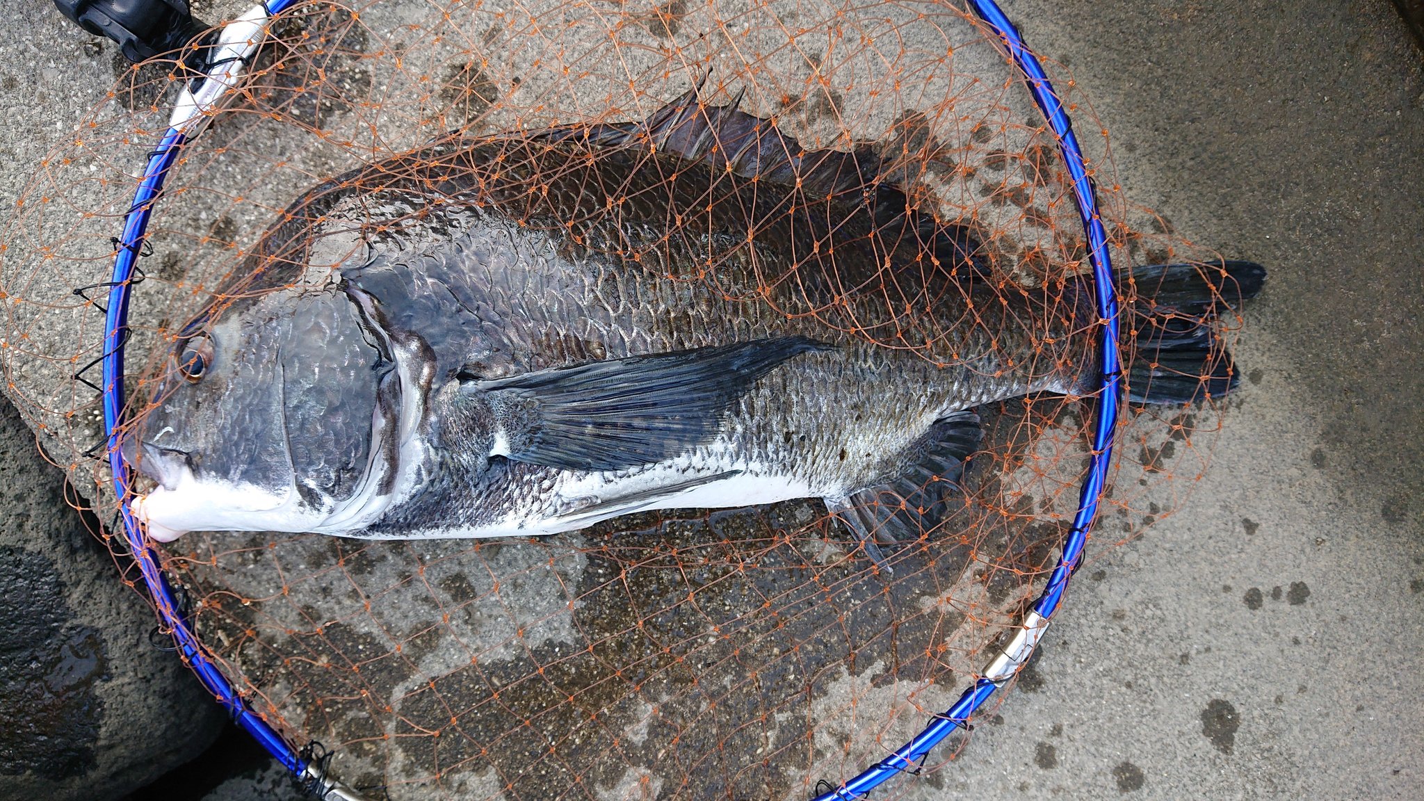 Leather Crafts For Anglers いつもの河口で二時間の釣り 潮が悪いながらも推定52cm 49cmの2枚 カニと ザリガニを使いましたがザリガニが超有効なのが今日で確信に変わりました 黒鯛 クロダイ チヌ 落とし込み 前打ち ヘチ釣り タモホルスター