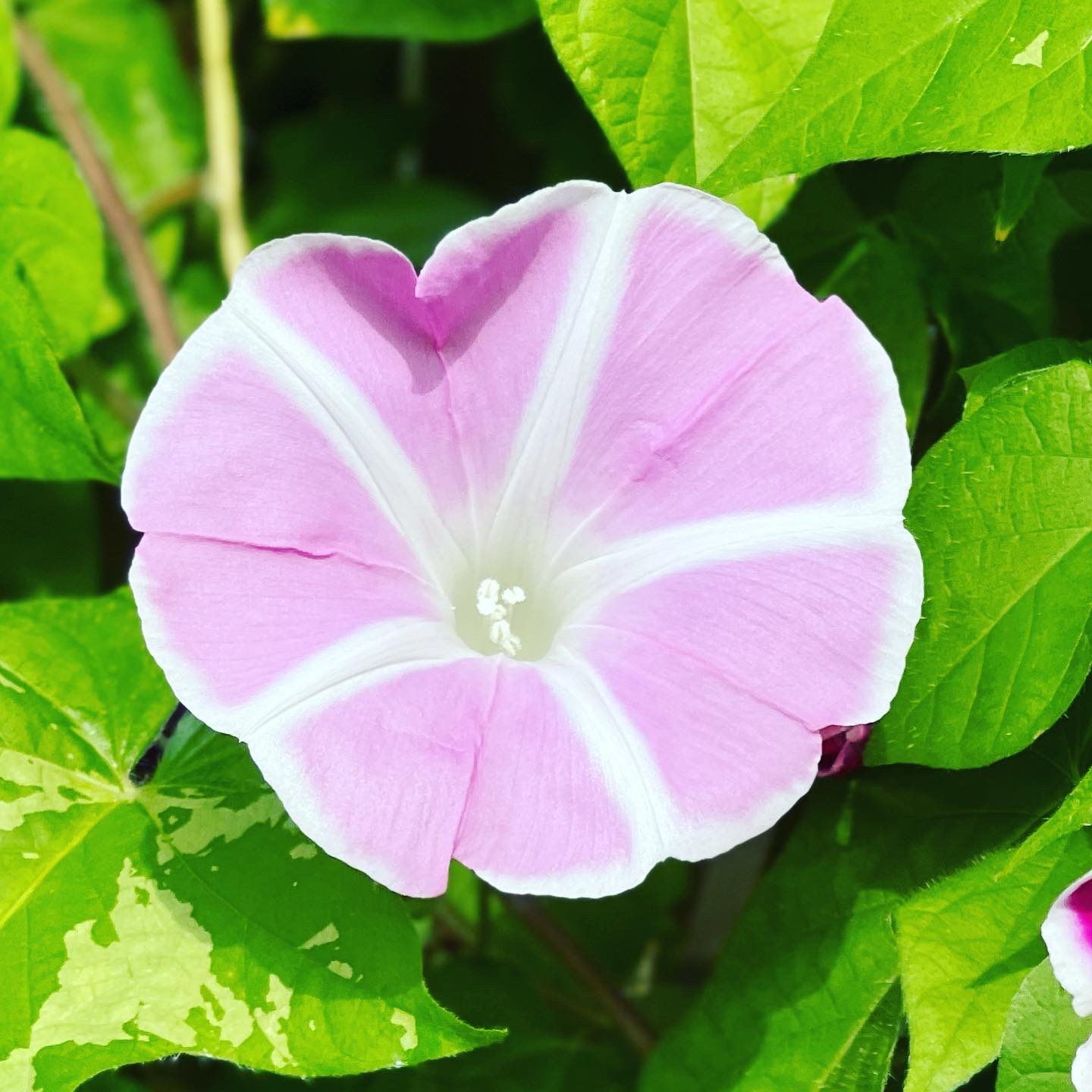 一花一天堂 Iecigviyj15qvrt Twitter