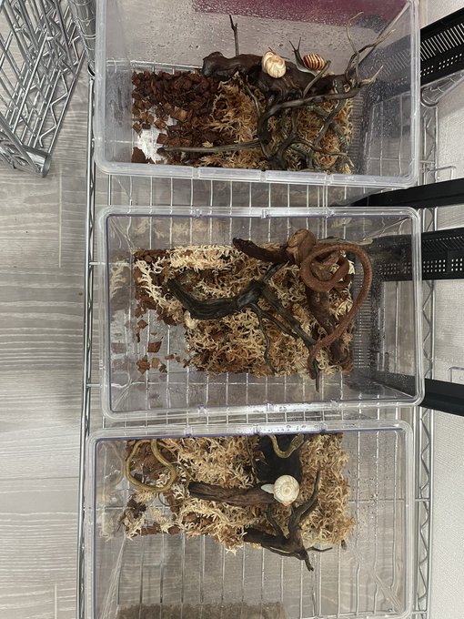 エダセタカヘビ3色セット。茶、赤、黄。
日本で一体何人が喜ぶんだろう…。 