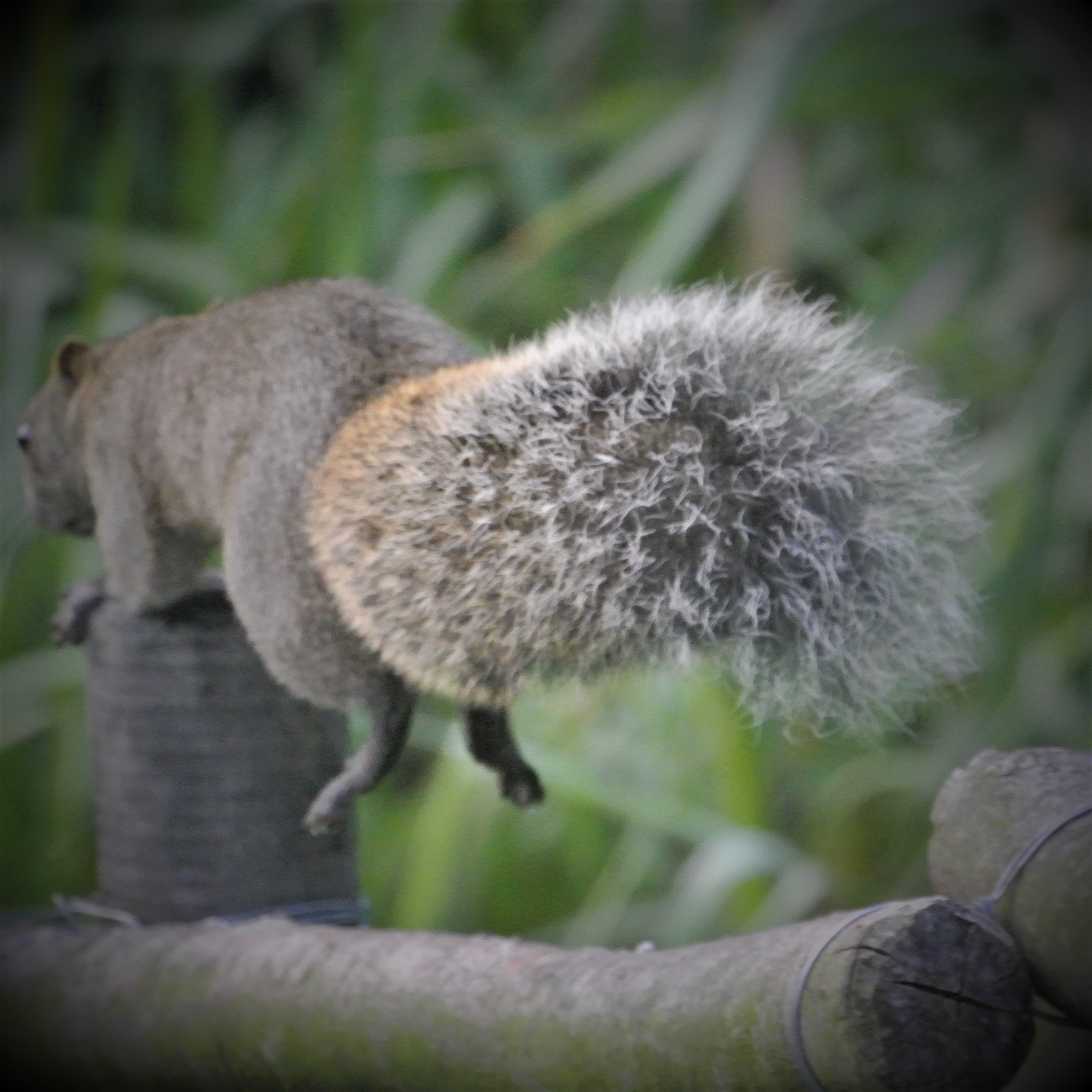 台湾リス Twitter Search Twitter