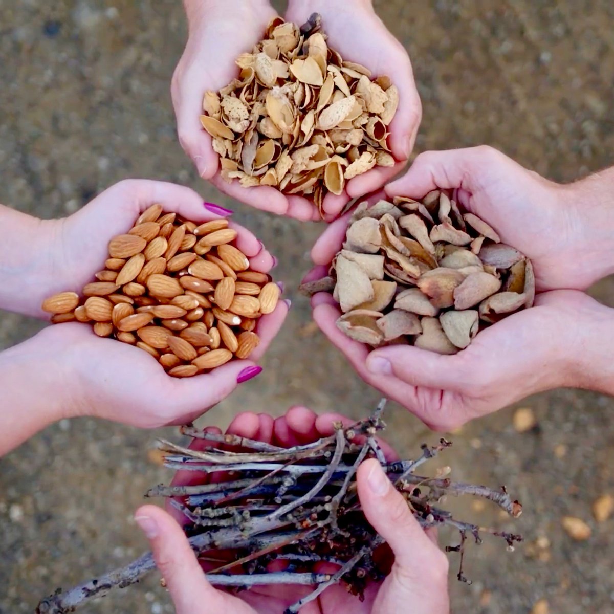 Almonds aren’t just for eating! 
Almond shells can be used as bedding for dairies and as  a fiber supplement for animal feed.   
Learn more about almonds and almond by-products on our blog #LearnAboutAgatHome
learnaboutagathome.wordpress.com/?p=2311