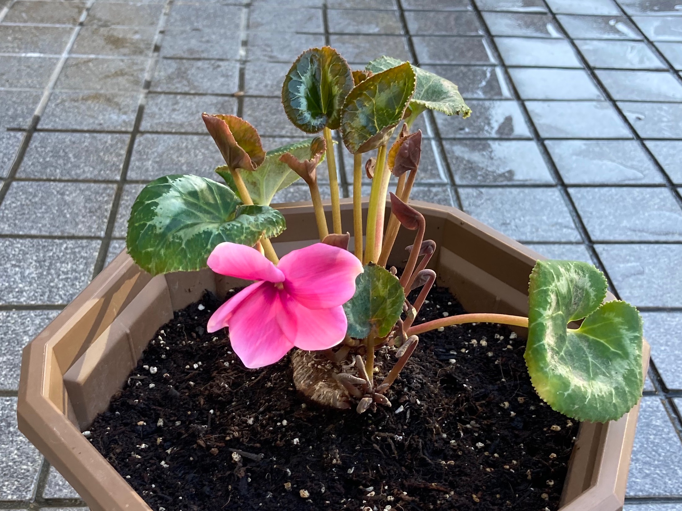 Yume 花のブログをやっています 先日植え替えたばかりのシクラメンの球根が もう花を咲かせました 夏越しが終了して初めて咲かせたから ちょっと花が小さいような 今後の成長が楽しみ シクラメンの夏越しの記事はコチラ T Co