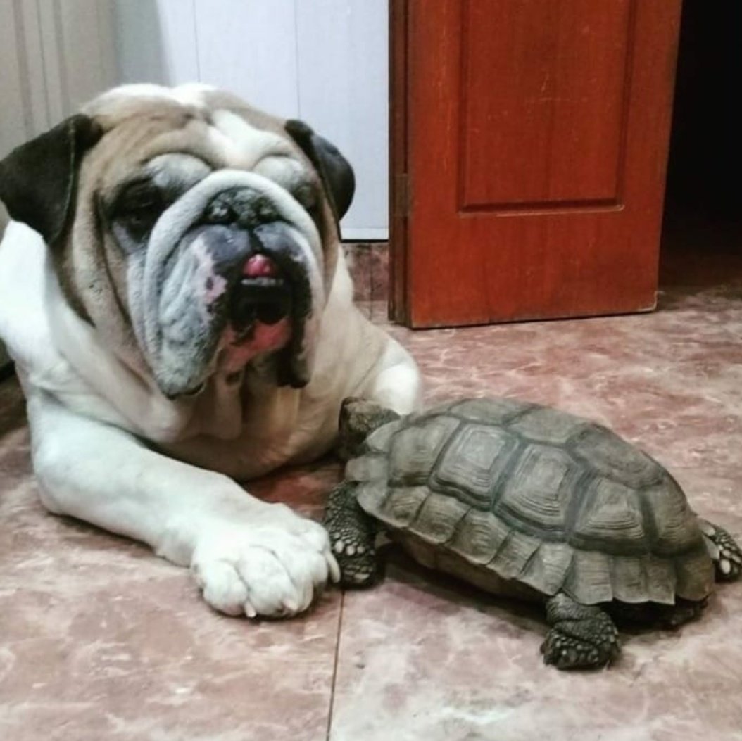 @guidokafkaa 🐢🐕💘