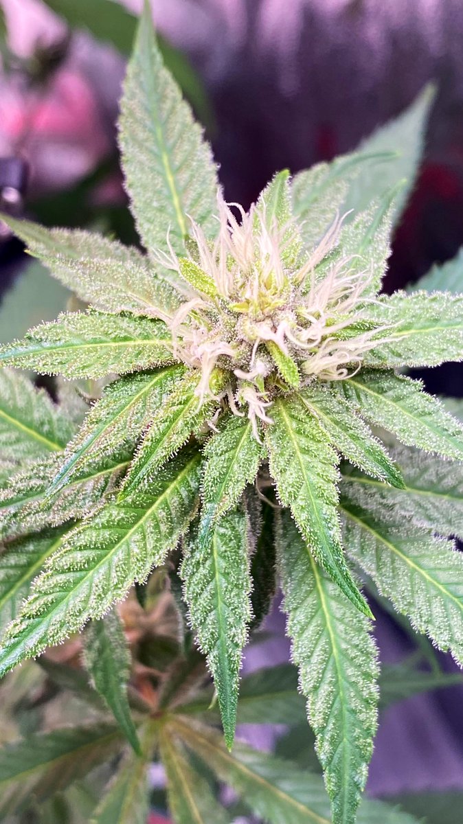 Karishna Cookies showing their potential now. This is how I preform living art. And I’m finally realizing I got quite the knack for this shit! 😎now we nurture and let nature do her magic. #EZGrown