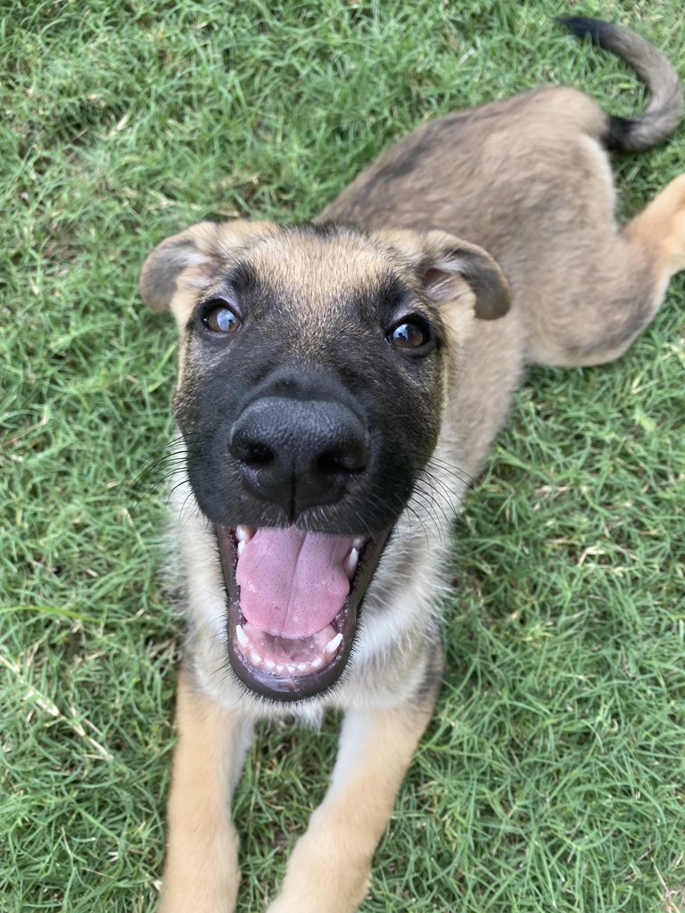 AC Women's Soccer tweet media