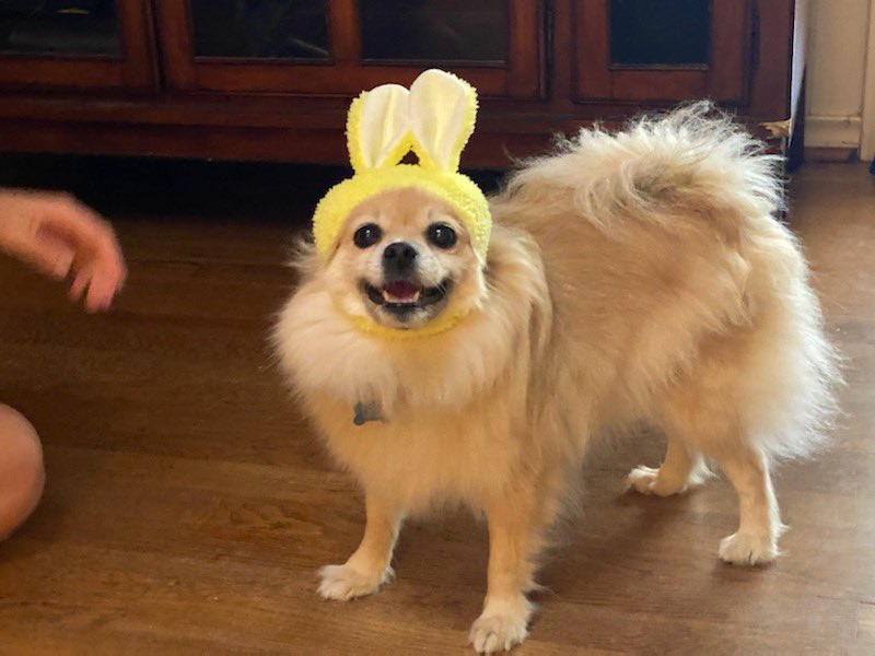 AC Women's Soccer tweet media