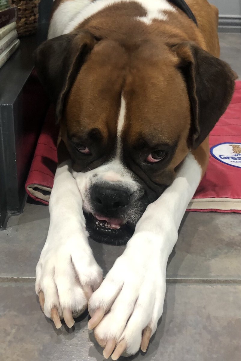 AC Women's Soccer tweet media