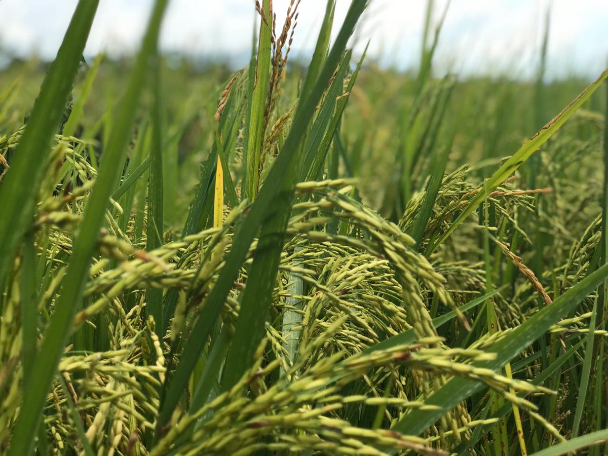 ADR_Colombia's tweet photo. En los #DatosAgro hablamos de los casos de éxito con los que hacemos que las cosas pasen. En Bolívar, 149 beneficiarios trabajan en una iniciativa productiva de arroz gracias a recursos de la
@ADR_Colombia por $2.400 millones.
#JuntosPorElCampo https://t.co/0WkGMGHvph
