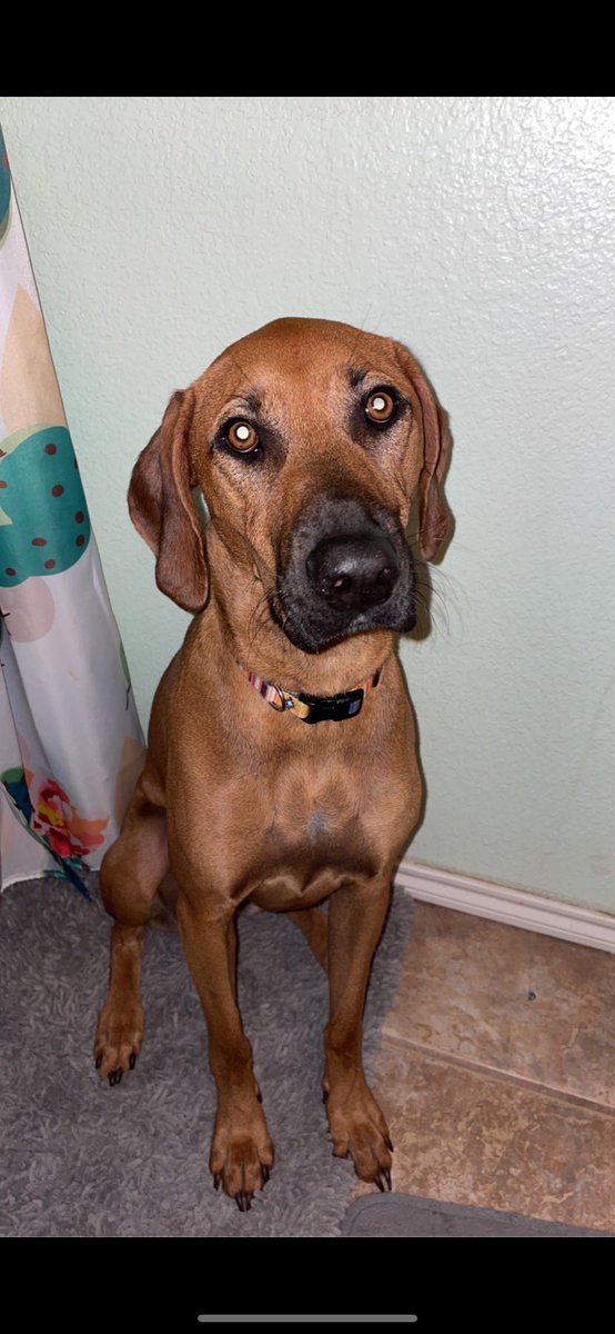 AC Women's Soccer tweet media