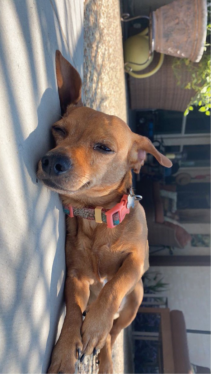 AC Women's Soccer tweet media