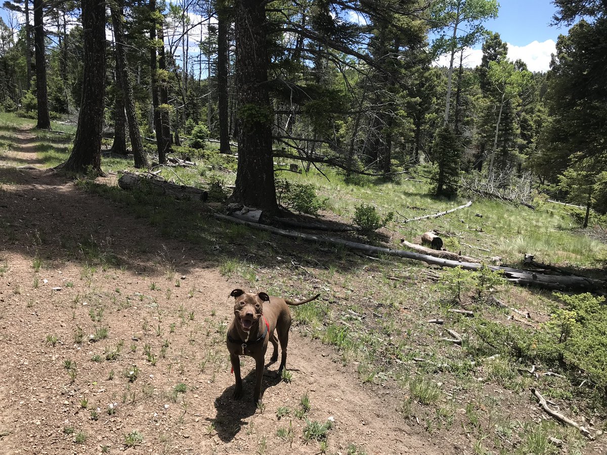 AC Women's Soccer tweet media