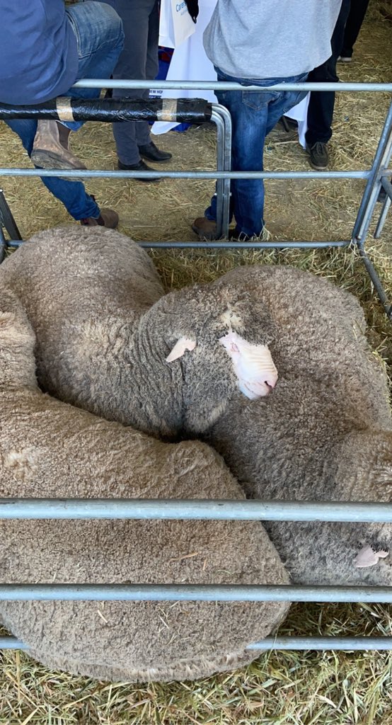 Home from a big few days at the Dowerin Field Days. The boys were certainly over it by the time we left 😴