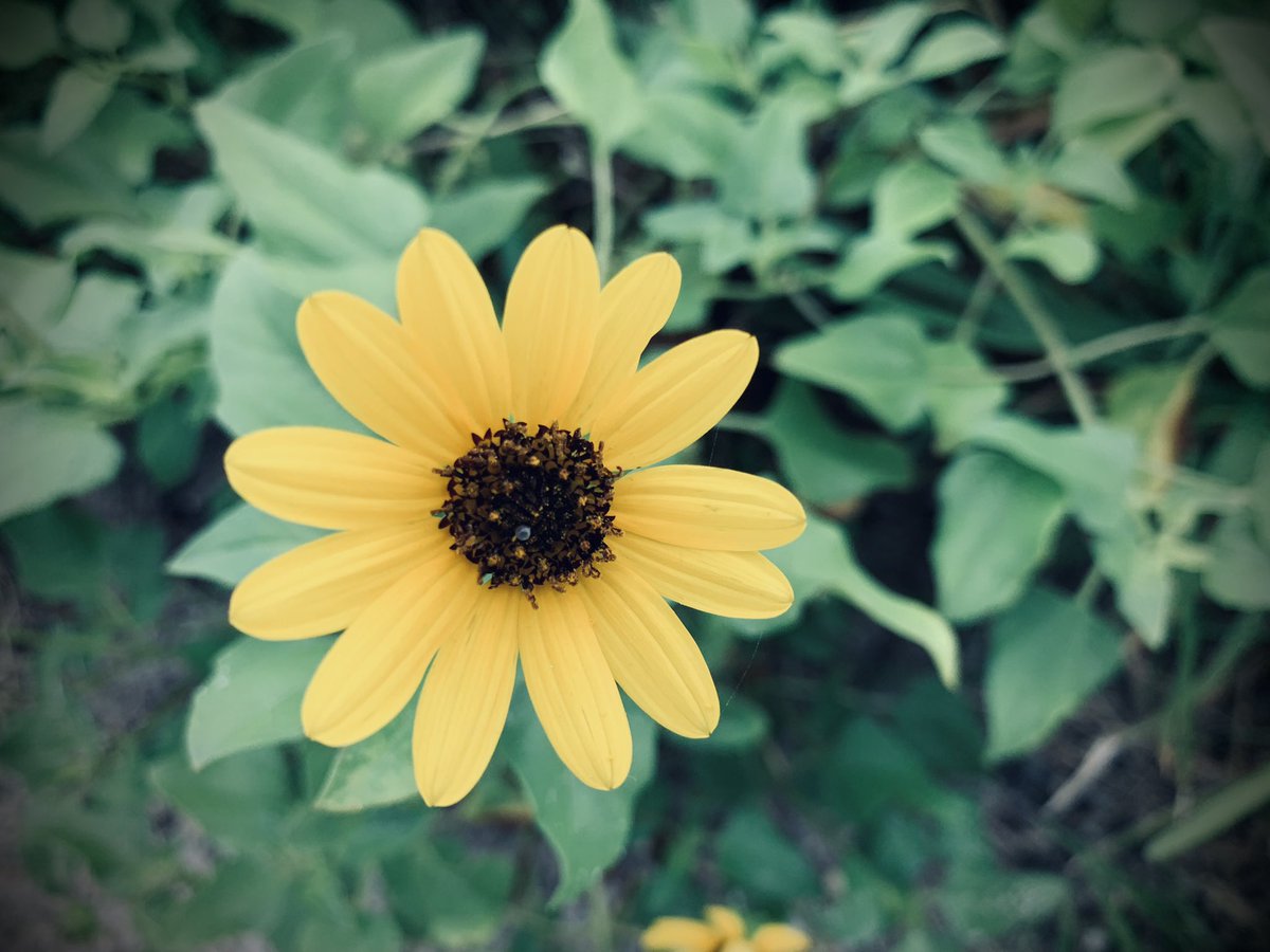 willhallmusic's tweet photo. Flower https://t.co/PcmwutMoXl
