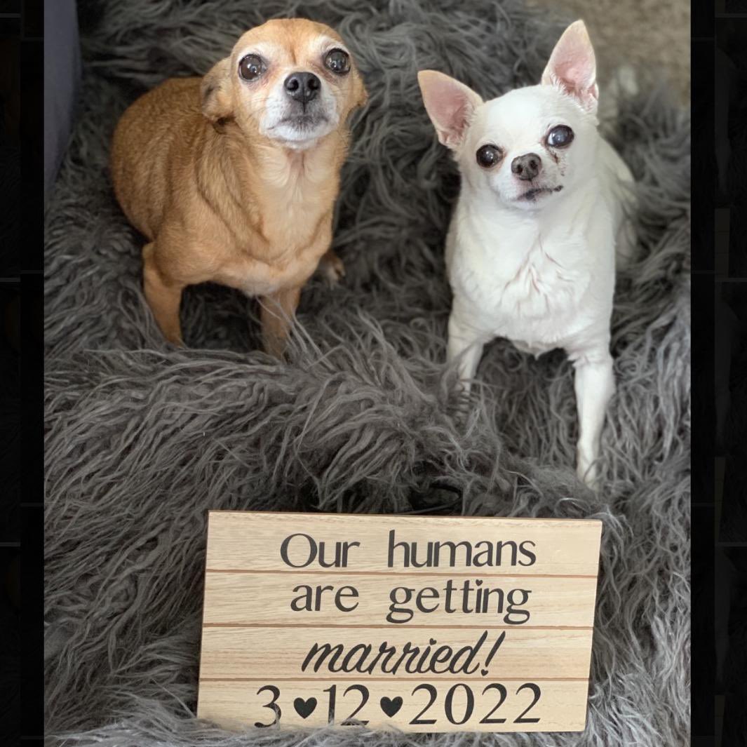 Oops...almost forgot to post a picture of Atticus and Coco for  #NationalDogDay