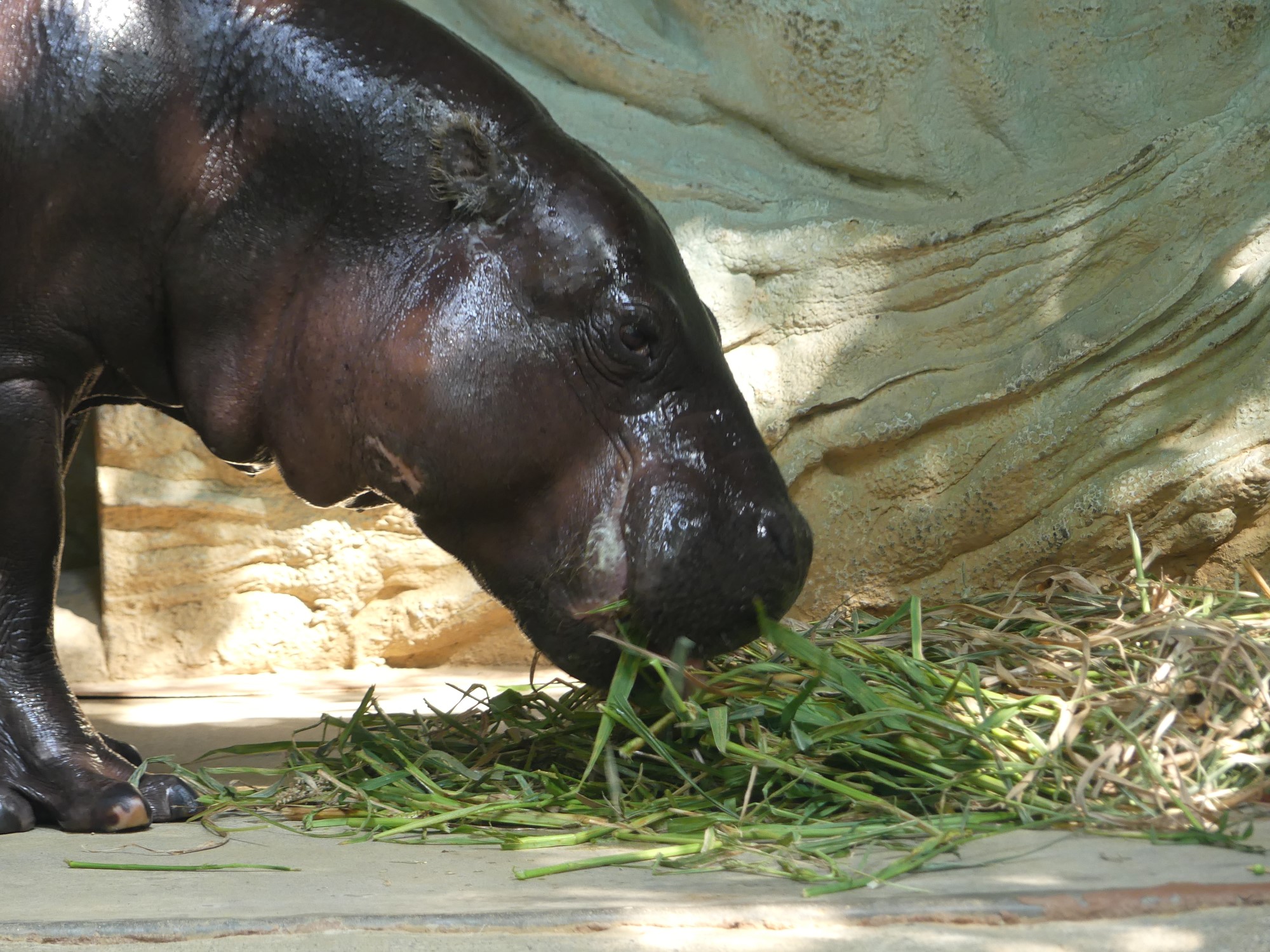 上野動物園 公式 おはようございます 今朝の動物たちの様子をお届けします コビトカバ 朝の上野動物園 現在は整理券制の限定開園です T Co So5s29shka Twitter