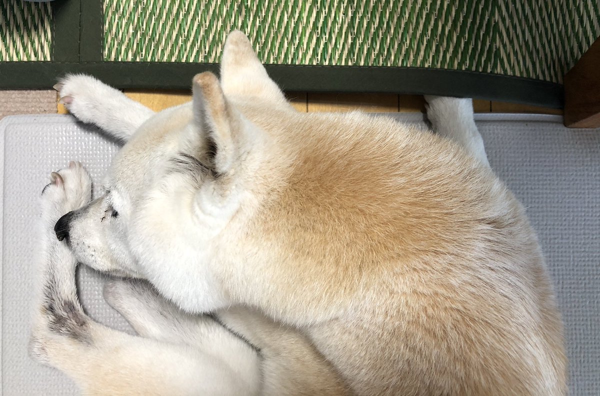 Hanahana629 V Twitter 今日も暑い 動物病院に連れて行くのも無理そうなので お薬だけもらいに行くことにする 秘密結社老犬倶楽部