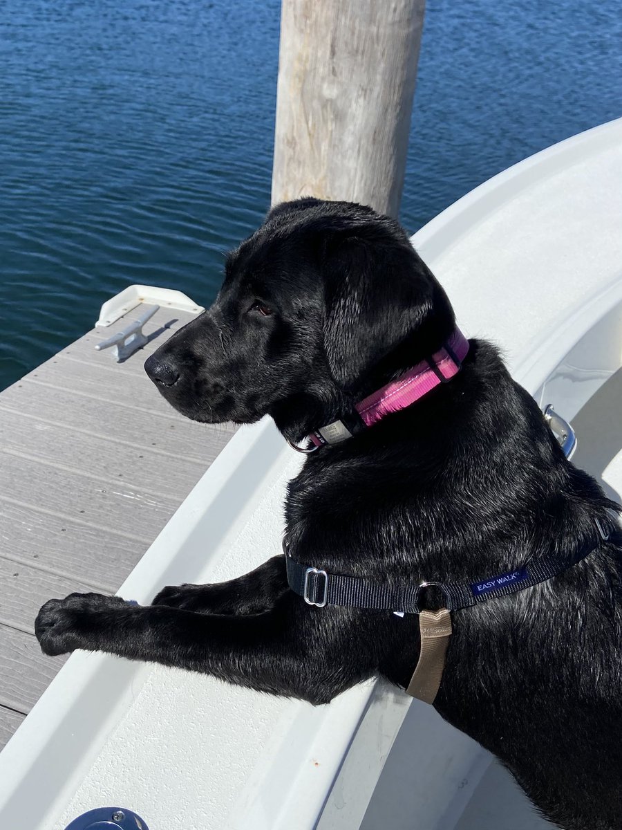 #NationalDogDay    Sammy is a huge part of our family!   She got lots of treats today.