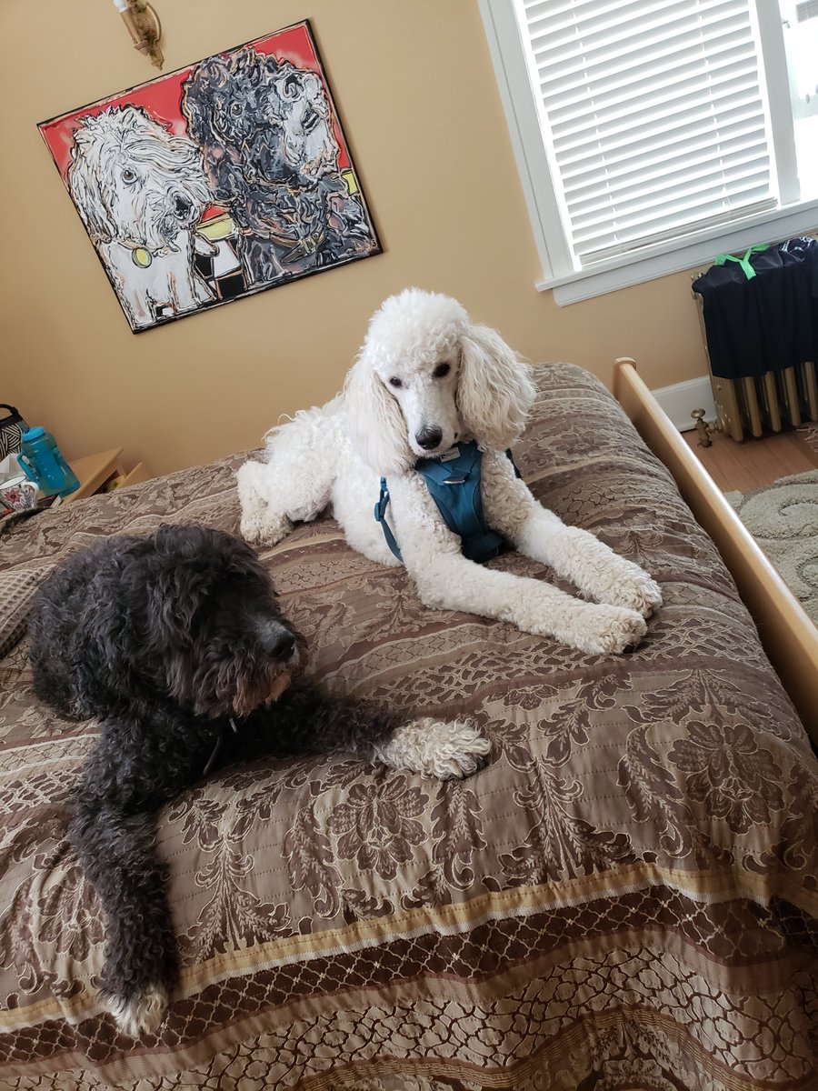 Happy Dog Day!